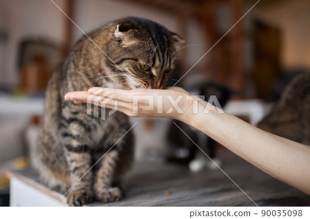 Young woman feeds her lovely cat from hands. Charming family pets and people's tendance them. Young woman feeds her lovely cat from hands. Charming family pets and people's tendance them. 90035098