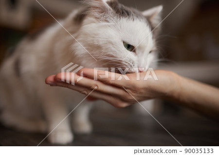 Young woman feeds her lovely cat from hands. Charming family pets and people's tendance them. Young woman feeds her lovely cat from hands. Charming family pets and people's tendance them. 90035133