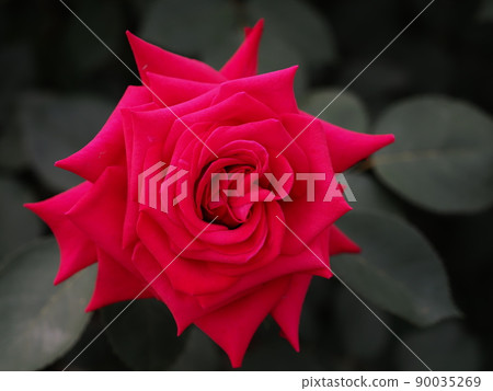 Rose "National Trust" Rose "National Trust" 90035269