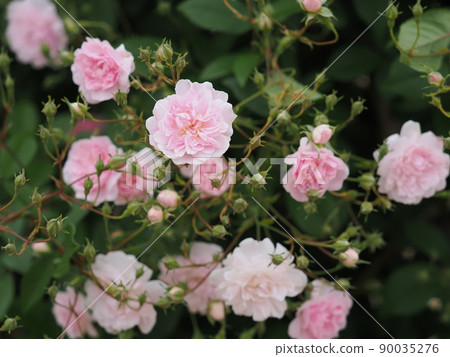 Rose "Pauls Himalayan Musk" 90035276