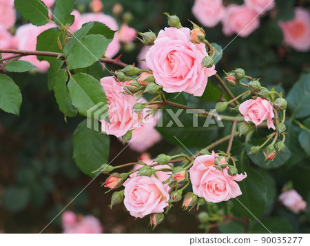 Rose "Pinocchio" Rose "Pinocchio" 90035277
