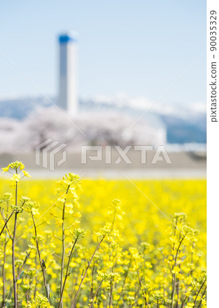 [Spring quartet] Rape blossoms, cherry blossom trees and the Tateyama mountain range 90035329