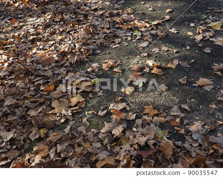 Carpet of fallen leaves Carpet of fallen leaves 90035547