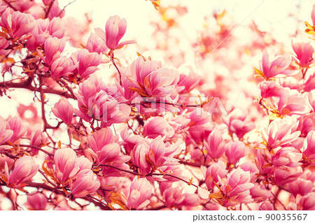 Vintage blossoming magnolia tree in the park. Springtime Vintage blossoming magnolia tree in the park. Springtime 90035567