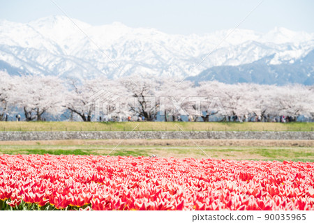 [Spring quartet] Sunny tulips, rows of cherry blossom trees and the Tateyama mountain range 90035965