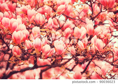 Blooming magnolia tree. Springtime. Living coral color nature flowers background Blooming magnolia tree. Springtime. Living coral color nature flowers background 90036023