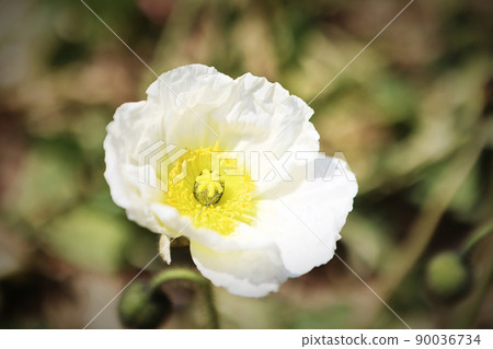 白罌粟 90036734
