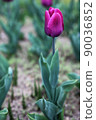 鬱金香 90036852