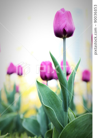 鬱金香 鬱金香 90036853