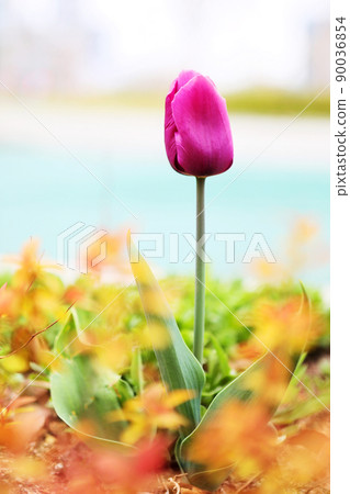 鬱金香 鬱金香 90036854