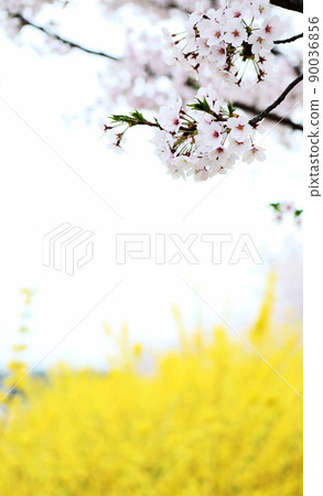 櫻花和連翹 櫻花和連翹 90036856