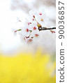 櫻花和連翹 90036857
