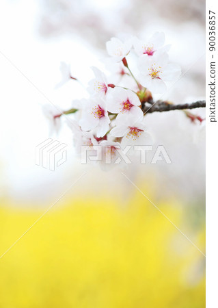 櫻花和連翹 櫻花和連翹 90036857