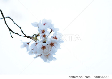 櫻桃樹 櫻桃樹 90036858