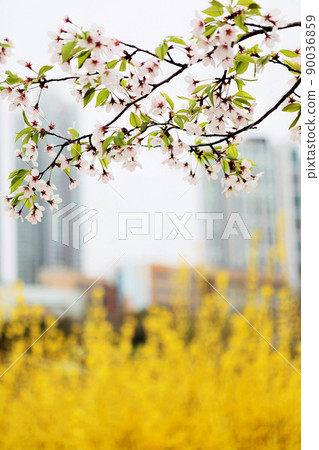 櫻花和連翹 90036859