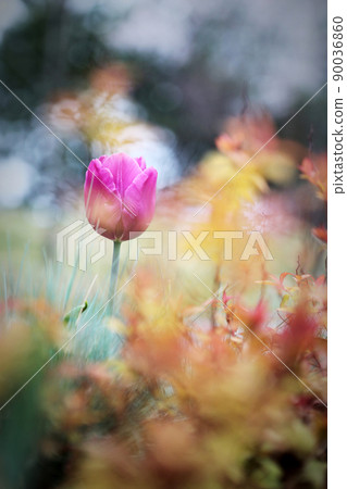 鬱金香 鬱金香 90036860