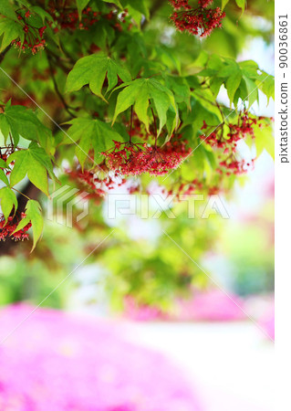 楓葉和種子 楓葉和種子 90036861