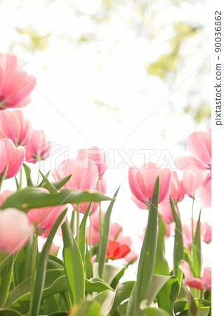 鬱金香 鬱金香 90036862