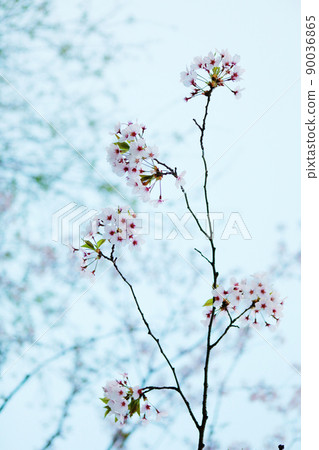 櫻桃樹 櫻桃樹 90036865