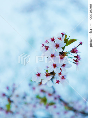 櫻桃樹 櫻桃樹 90036866