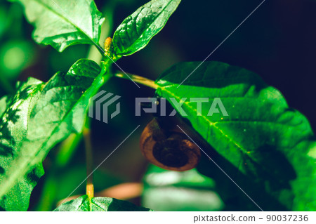 Hand hold leaf with nail in shell crawling on tree in garden Hand hold leaf with nail in shell crawling on tree in garden 90037236