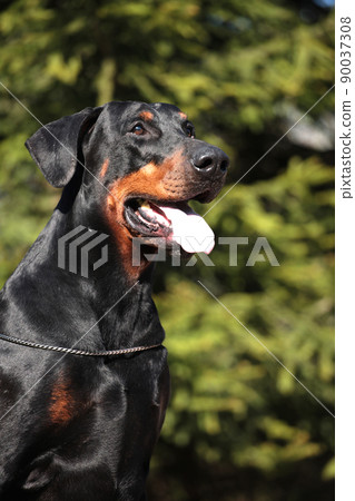 Big doberman dog outdoors, close up portrait 90037308