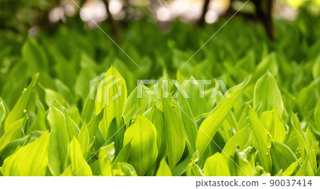 Close up View of Colorful Green Leafs in garden. Deer Lake Park Close up View of Colorful Green Leafs in garden. Deer Lake Park 90037414