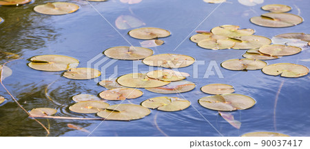 Green round leafs floating on water. Deer Lake, Burnaby, Vancouver, BC, Canada Green round leafs floating on water. Deer Lake, Burnaby, Vancouver, BC, Canada 90037417