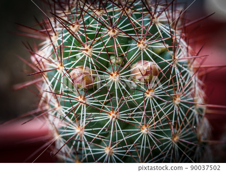 Cactus flower Cactus flower 90037502