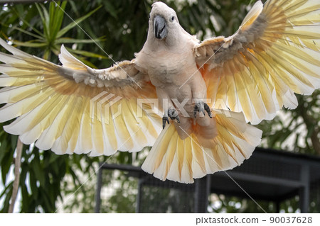 Pink cacatua bird flying yto you close up portrait 90037628
