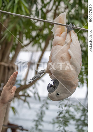 Pink cacatua bird close up portrait with human hand 90037629