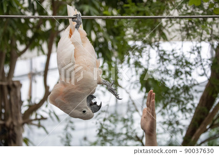 Pink cacatua bird close up portrait with human hand 90037630