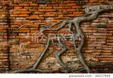 Root of the tree on red brick wall background. Root of the tree on red brick wall background. 90037666
