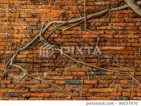 Root of the tree on red brick wall background. Root of the tree on red brick wall background. 90037670