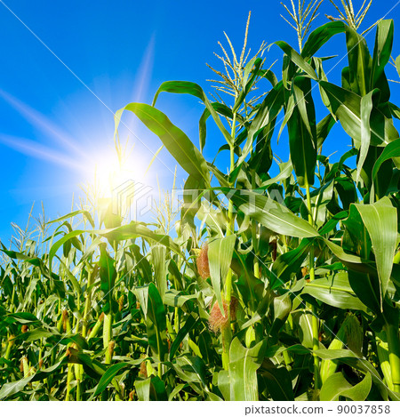Rising sun in blue sky and cornfield. 90037858
