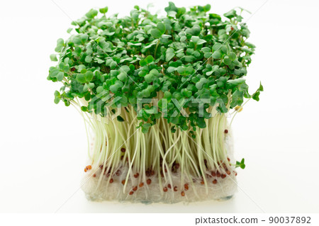Broccoli Sprout Broccoli Sprout 90037892