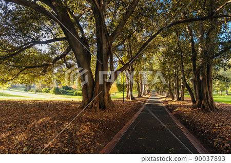 Treasury Gardens in East Melbourne Victoria Australia Treasury Gardens in East Melbourne Victoria Australia 90037893