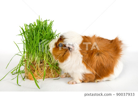 Guinea pig rosette on a white background. Fluffy rodent guinea pig eats green grass on colored background Guinea pig rosette on a white background. Fluffy rodent guinea pig eats green grass on colored background 90037933
