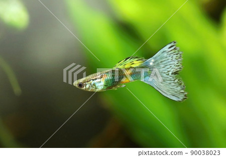 Motley guppy Poecilia reticulata male in aquarium 90038023