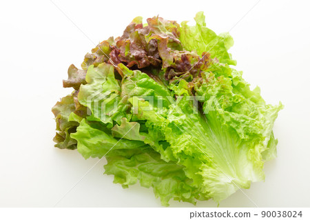 sunny lettuce 90038024