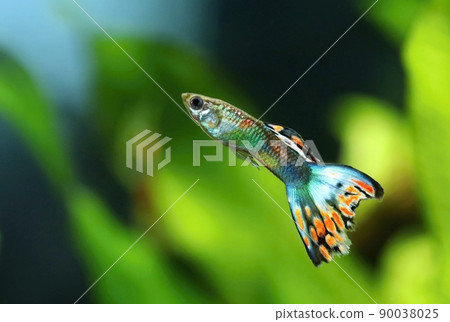 Motley guppy Poecilia reticulata male in aquarium 90038025