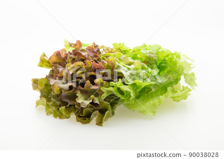 sunny lettuce 90038028