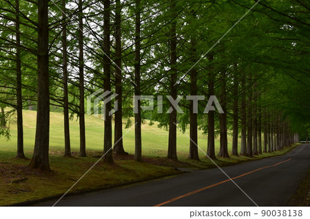 泉國際高爾夫球場 綠樹成蔭的道路 水杉 新鮮的綠色森林 森林樹木 樹木 泉國際高爾夫球場 泉國際高爾夫球場 綠樹成蔭的道路 水杉 新鮮的綠色森林 森林樹木 樹木 泉國際高爾夫球場 90038138