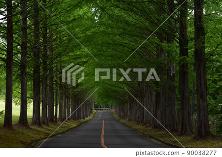 Izumi Kokusai Golf Course Tree-lined Road Metasequoias Fresh Green Forest Forest Trees Trees Izumi Kokusai Golf Course 90038277