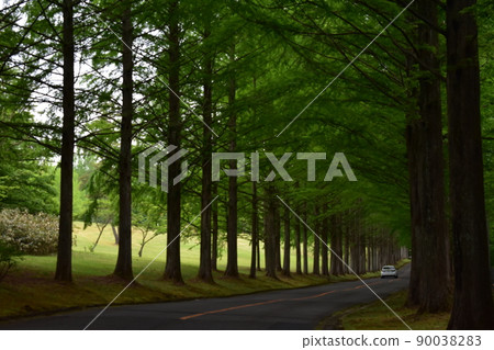 泉國際高爾夫球場 綠樹成蔭的道路 水杉 新鮮的綠色森林 森林樹木 樹木 泉國際高爾夫球場 90038283