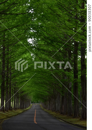 Izumi Kokusai Golf Course Tree-lined Road Metasequoias Fresh Green Forest Forest Trees Trees Izumi Kokusai Golf Course 90038307