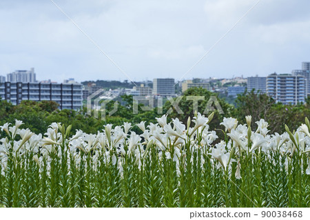百合花和公寓的城市景觀 百合花和公寓的城市景觀 90038468