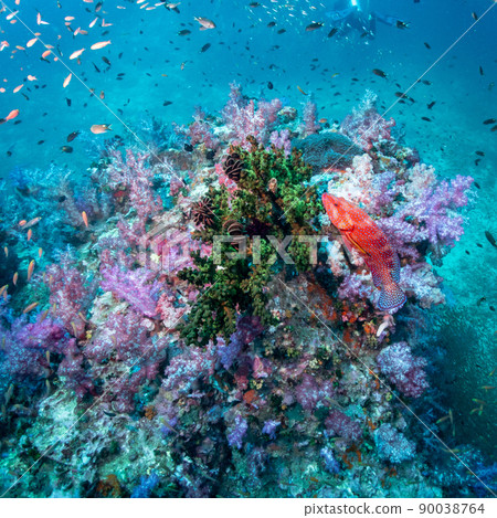 Colorful soft coral at Richelieu, North andaman, Thailand Colorful soft coral at Richelieu, North andaman, Thailand 90038764