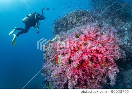 Pink soft coral at Richelieu, North andaman, Thailand 90038765