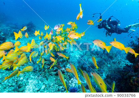 Diver taking photo of bluestripe snapper and black spot snapper 90038766